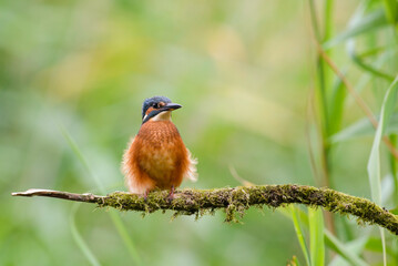 Kingfisher, Alcedo atthis,   perched on a lichen covered branch, wind raising body feathers