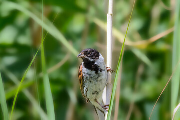 Reed Bunting, Emberiza Schoeniclus, perched on a reed stem, frontal view