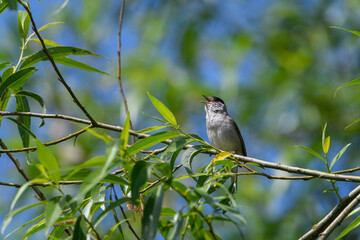 Blackcap, Sylvia Atricapilla, Singing in spring from a tree branch