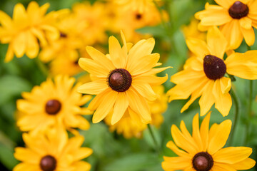 Floral background with yellow Rudbeckia flowers. Useful plant for health. Horizontal format.