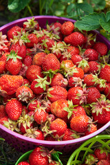 Berry season. Bright colorful bucket with berries of strawberries on the green grass, close up view