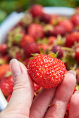 Appetizing ripe strawberry berry in hands on the background of berries, close up view. Berry season.