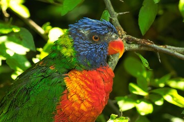 rainbow lorikeet parrot