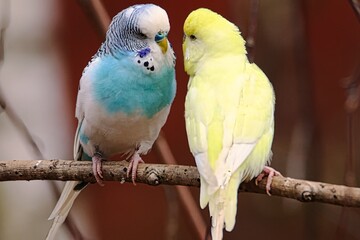 blue and yellow macaw