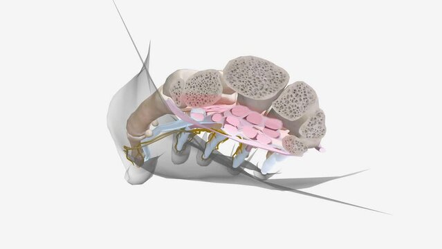 Carpal tunnel syndrome (CTS) is a common neurological disorder that occurs