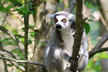 Obraz premium lemur on tree