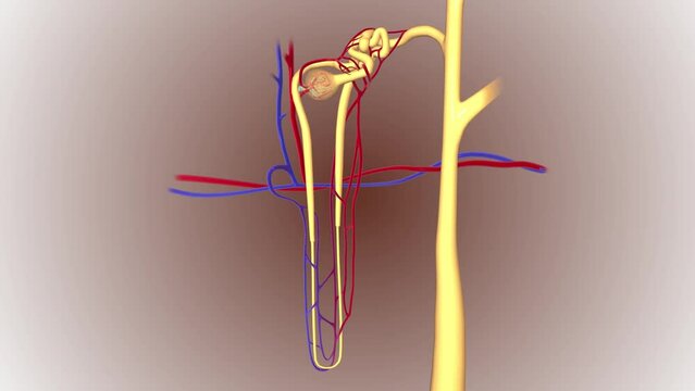 The main components of the nephron are the glomerulus, the Bowman's capsule or glomerular capsule,