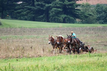 horse and rider on the field