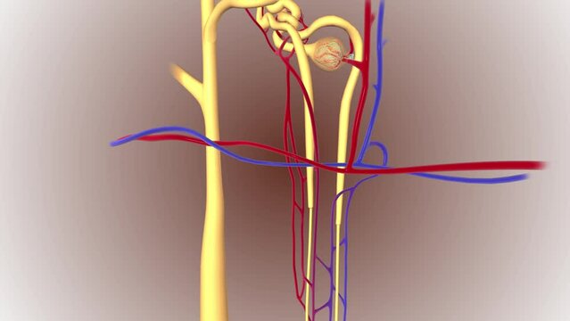 The main components of the nephron are the glomerulus, the Bowman's capsule or glomerular capsule,