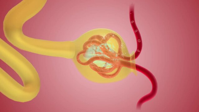 the nephrons filter blood that runs through the capillary network in the glomerulus
