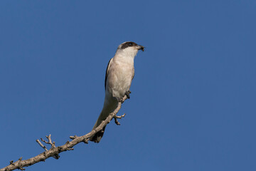 shrike sitting on dry branch against blue sky