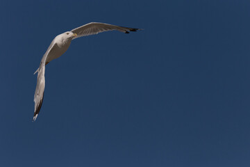 herring gull flying in a clear blue sky