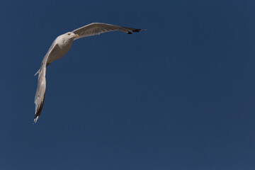 herring gull flying in a clear blue sky