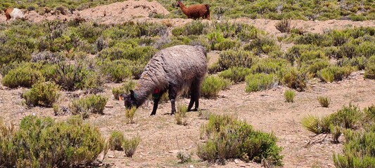 Llamas argentinas