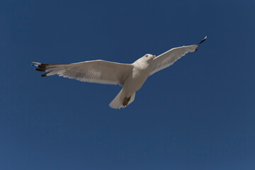close up of seagull flying in a blue sky