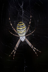 close up of wasp spider sitting on cobweb