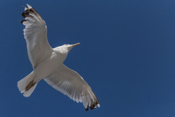 Obraz premium close up of herring gull flying in a blue sky