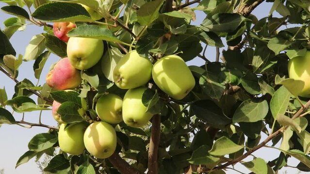 Organic Apples Growing On A Tree - Fresh Apples On An Apple Tree - A Branch Of Apples With Leaves