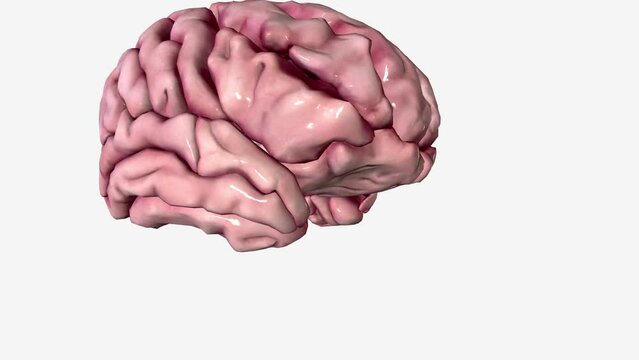 The brain is the most complex part of the human body