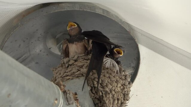 Hungry young swallows in the nest call their mother to be fed