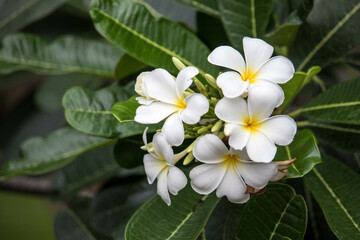 Obraz na płótnie Canvas Close up blooming white frangipani flowers with leaves background , white plumeria frangipani on the tree