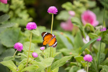 Butterfly on the flower in early morning