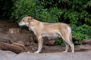 the gray wolf comes out of the forest and looks around. Opstnost