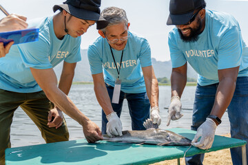 group of diverse volunteer and professional biologist team working together to measure fish body...