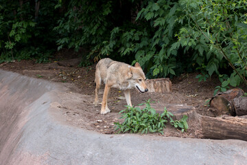 the gray wolf comes out of the forest and looks around. Opstnost