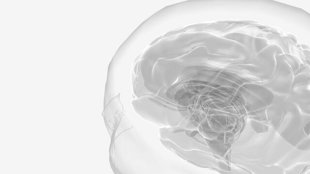 The brain is a complex organ that regulates our body, controlling thought, memory, emotion, touch, motor skills, vision.