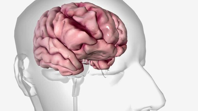 The brain is the most complex part of the human body