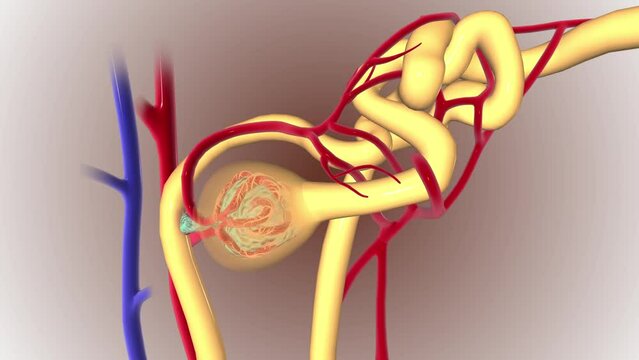 Structure of the Nephron Proximal convoluted tubule