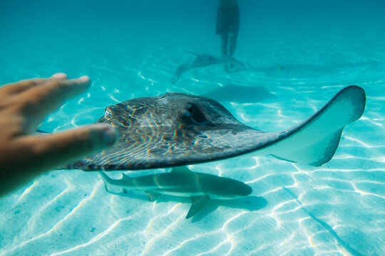 Anonymous diver swimming with stingray and shark in blue sea