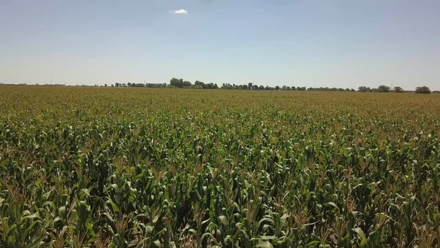 Vista a&eacute;rea de campo de ma&iacute;z, provincia de Buenos Aires, Argentina.