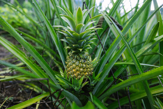 Pineapple plants with fruit indaylight