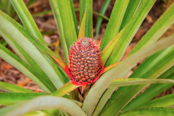 blooming pineapple with small purple flowers close-up in Sri Lanka