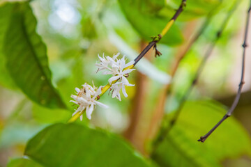 Coffee tree blossom with white color flowers in Sri Lanka
