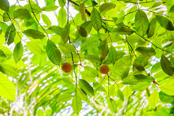 Nutmeg or muscat nuts growth tree in Sri Lankas garden