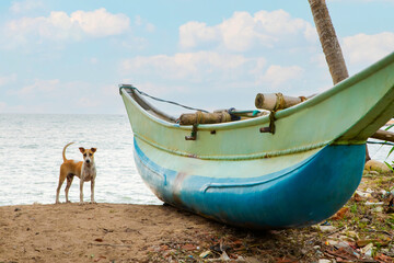 old fishing boat and stray dog on the beach in sri lanka.