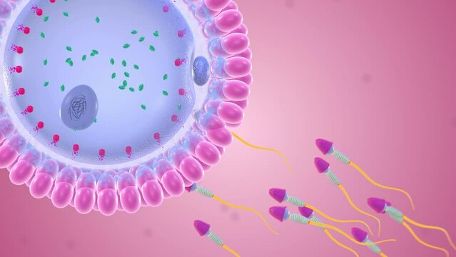 onception (or fertilization) is when sperm and an egg join together