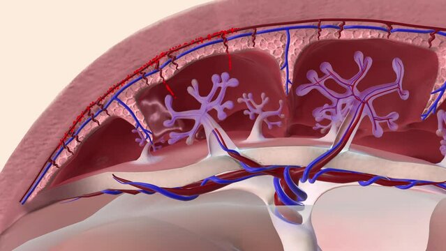Oxygen and nutrients from the mother's blood are transferred across the placenta to the fetus through the umbilical cord