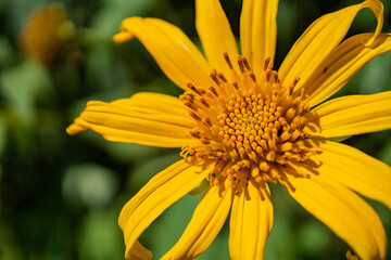 Asteraceae wild yellow flower blooming when summer season. With close up photo and green leaf background. The photo is suitable to use for botanical content media and flowers nature photo background.