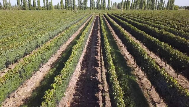 Vista a&eacute;rea de vi&ntilde;edos en el valle de Maip&uacute;, Mendoza, Argentina