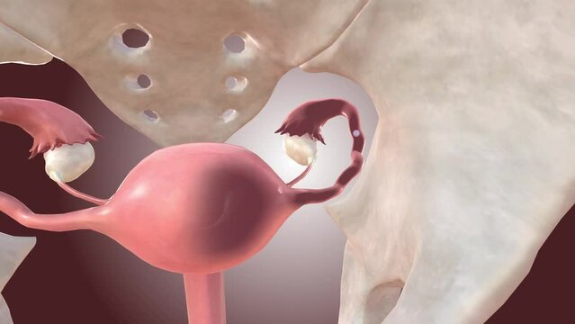 fallopian tube allows the passage of an egg from the ovary to the uterus