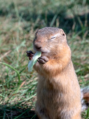 A prairie dog is eating leaf of cabbage with eyes closed for pleasure