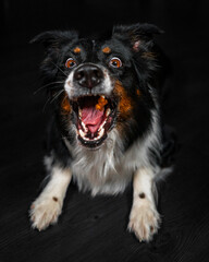 Hund fangt Leckerlie