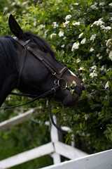 koń z nudów zjada kwiaty czarnego bzu prosto z drzewa - obrazy, fototapety, plakaty