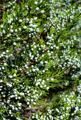 Fototapeta na wymiar Cypress bush with berries.