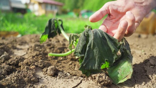 Pumpkin plants damaged by the frost.