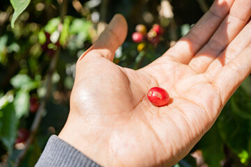 Hand hold and showing the raw coffee beans when harvest season. The photo is suitable to use for coffee shop poster, background and content media.
